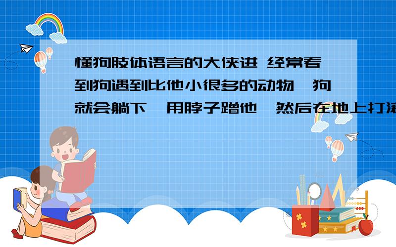 懂狗肢体语言的大侠进 经常看到狗遇到比他小很多的动物,狗就会躺下,用脖子蹭他,然后在地上打滚同时还看着他,我家的狗吃大虾时也是这样,先不吃,先蹭,但是大虾已经是做熟的了,