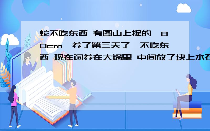 蛇不吃东西 有图山上捉的,80cm,养了第三天了,不吃东西 现在饲养在大锅里 中间放了块上水石,这方法对吗