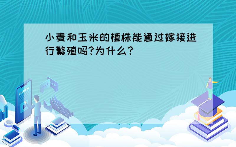 小麦和玉米的植株能通过嫁接进行繁殖吗?为什么?