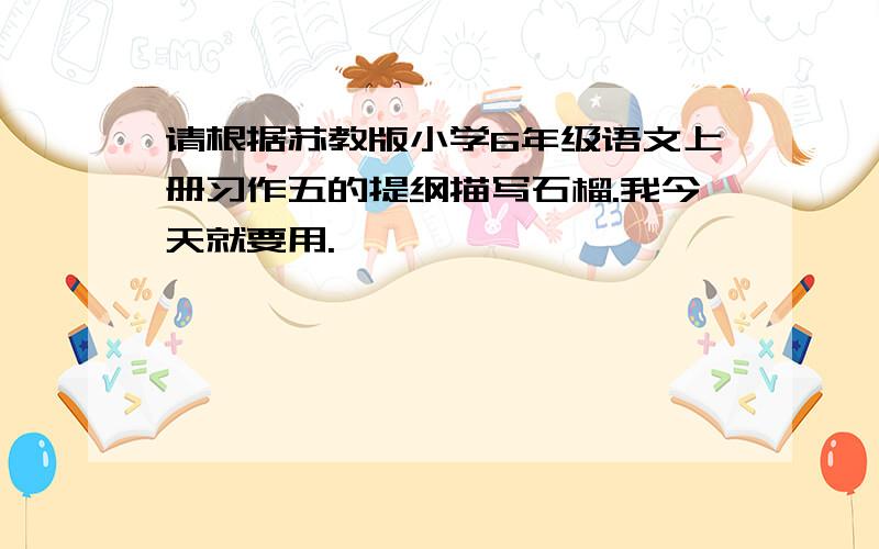 请根据苏教版小学6年级语文上册习作五的提纲描写石榴.我今天就要用.