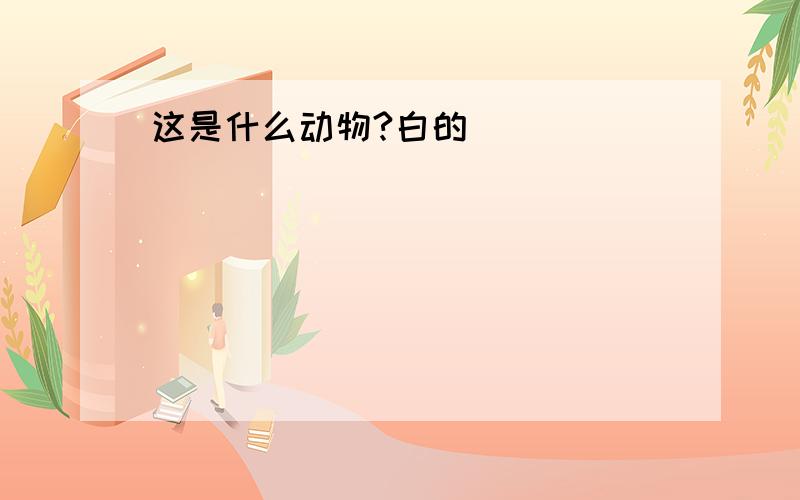 这是什么动物?白的