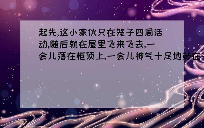 起先,这小家伙只在笼子四周活动,随后就在屋里飞来飞去,一会儿落在柜顶上,一会儿神气十足地站在书架上请你也仿写一句