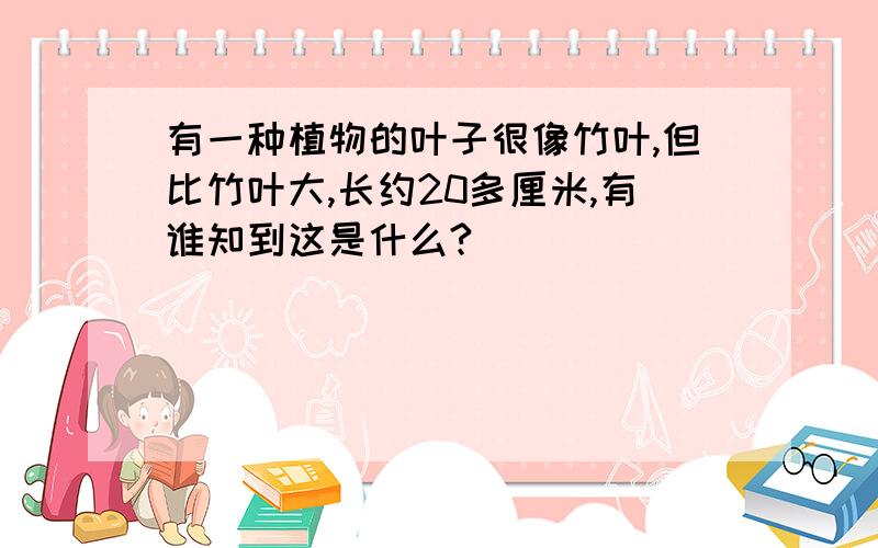 有一种植物的叶子很像竹叶,但比竹叶大,长约20多厘米,有谁知到这是什么?