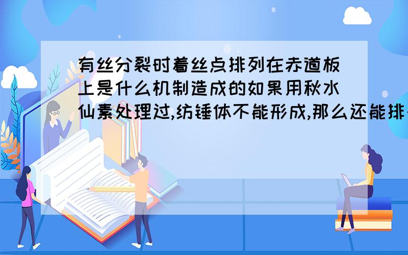 有丝分裂时着丝点排列在赤道板上是什么机制造成的如果用秋水仙素处理过,纺锤体不能形成,那么还能排列在赤道板上么