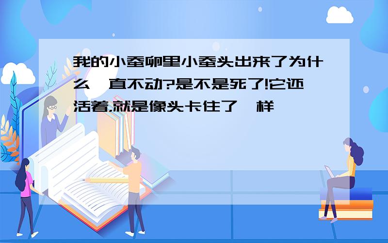 我的小蚕卵里小蚕头出来了为什么一直不动?是不是死了!它还活着，就是像头卡住了一样