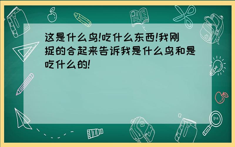 这是什么鸟!吃什么东西!我刚捉的合起来告诉我是什么鸟和是吃什么的!