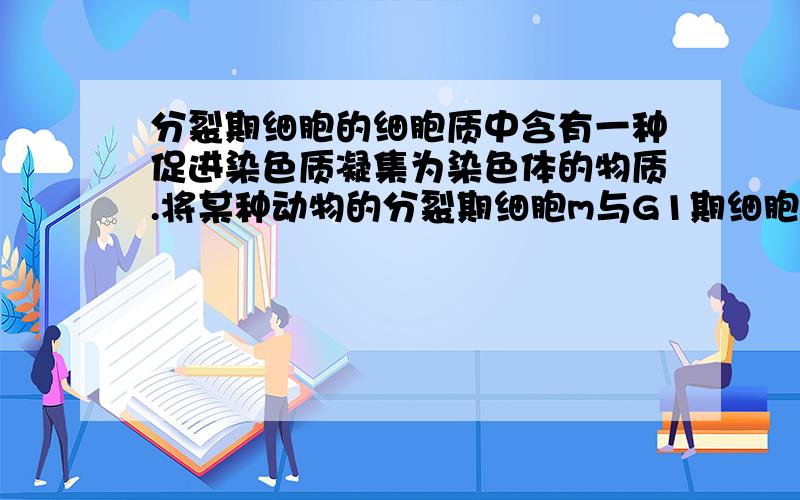 分裂期细胞的细胞质中含有一种促进染色质凝集为染色体的物质.将某种动物的分裂期细胞m与G1期细胞n融合后可能出现的情况是（ C ）C.n的染色质开始凝集.染色质在前期凝集为染色体,而促凝