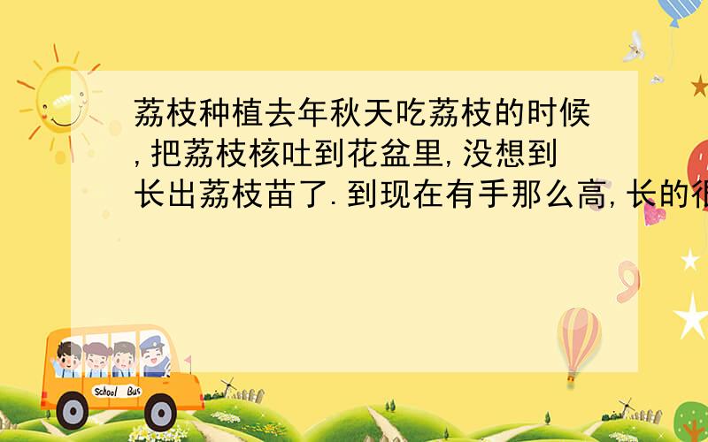 荔枝种植去年秋天吃荔枝的时候,把荔枝核吐到花盆里,没想到长出荔枝苗了.到现在有手那么高,长的很慢,不知道是不是荔枝长的都是那么慢.关于晒太阳和浇水不知道怎么弄.还有就是我的小荔