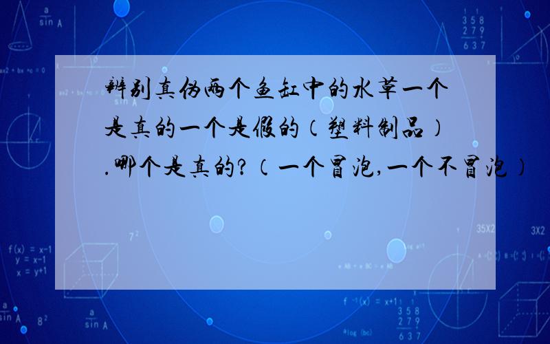 辨别真伪两个鱼缸中的水草一个是真的一个是假的（塑料制品）.哪个是真的?（一个冒泡,一个不冒泡）