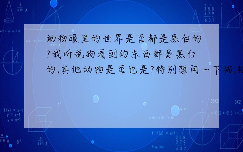 动物眼里的世界是否都是黑白的?我听说狗看到的东西都是黑白的,其他动物是否也是?特别想问一下猫,松鼠看到的世界是否也是一样?