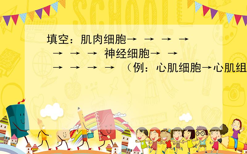 填空：肌肉细胞→ → → → → → → 神经细胞→ → → → → → （例：心肌细胞→心肌组织→心脏→血液循环系统→个体→种群→群落→生态系统→生物圈）