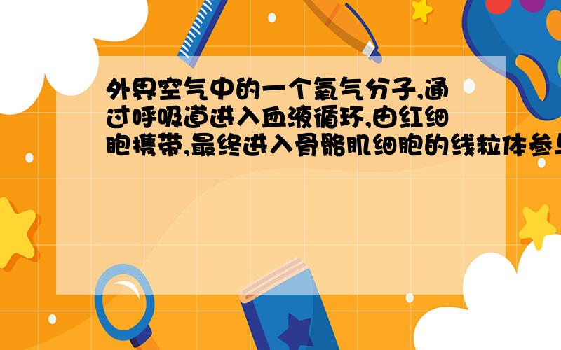 外界空气中的一个氧气分子,通过呼吸道进入血液循环,由红细胞携带,最终进入骨骼肌细胞的线粒体参与有氧呼吸,至少穿过多少层膜(请详细点说明)答案是11层````