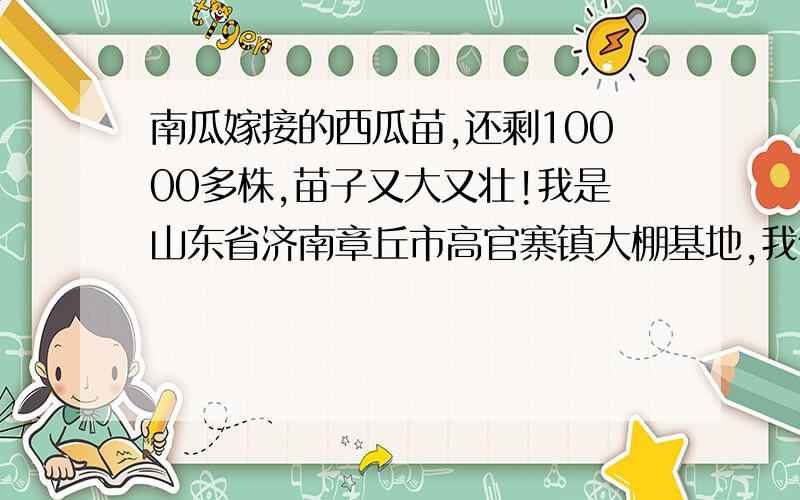 南瓜嫁接的西瓜苗,还剩10000多株,苗子又大又壮!我是山东省济南章丘市高官寨镇大棚基地,我们今年剩下了10000多株南瓜嫁接的西瓜苗,苗子很好,又大又壮,不希望浪费掉.0.5元-1元每株，具体价