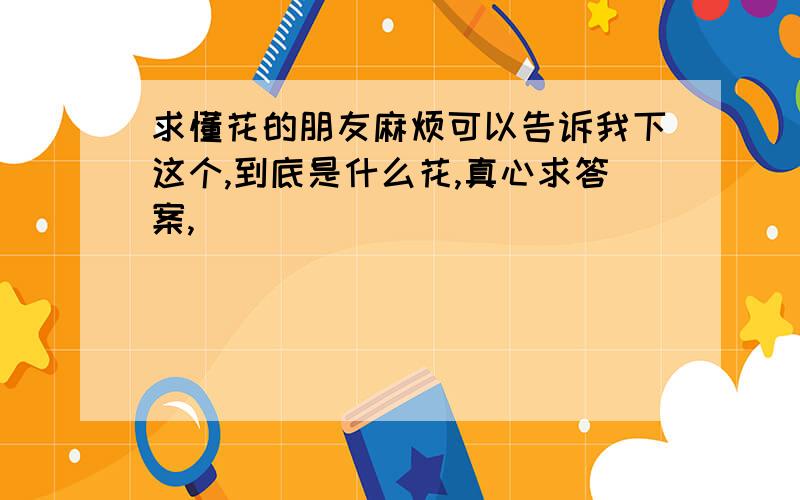 求懂花的朋友麻烦可以告诉我下这个,到底是什么花,真心求答案,