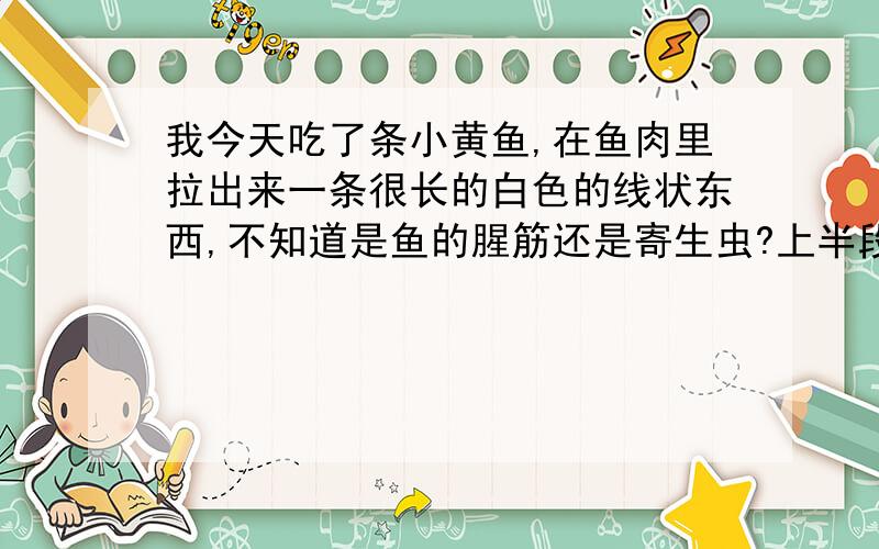 我今天吃了条小黄鱼,在鱼肉里拉出来一条很长的白色的线状东西,不知道是鱼的腥筋还是寄生虫?上半段拉出一条,下半段也拉出一条,我吃了一半越想越害怕就没有吃了,大家帮我分析是什么呀?