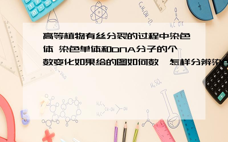 高等植物有丝分裂的过程中染色体 染色单体和DNA分子的个数变化如果给的图如何数,怎样分辨染色体,染色单体,DNA