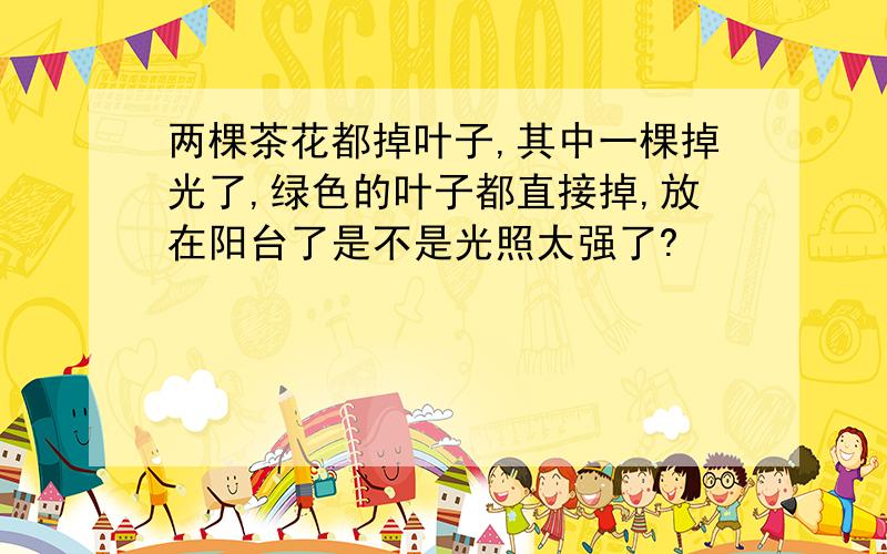 两棵茶花都掉叶子,其中一棵掉光了,绿色的叶子都直接掉,放在阳台了是不是光照太强了?