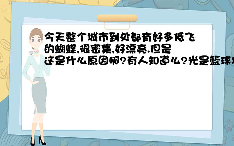 今天整个城市到处都有好多低飞的蝴蝶,很密集,好漂亮.但是这是什么原因啊?有人知道么?光是篮球场就有可能上百只蝴蝶在飞,而且都是靠近地面飞的.