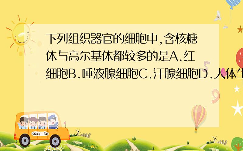 下列组织器官的细胞中,含核糖体与高尔基体都较多的是A.红细胞B.唾液腺细胞C.汗腺细胞D.人体生发层细胞