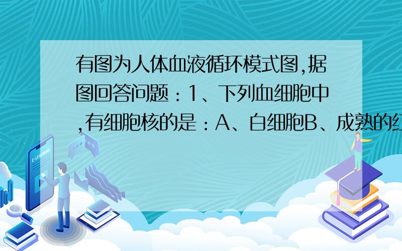 有图为人体血液循环模式图,据图回答问题：1、下列血细胞中,有细胞核的是：A、白细胞B、成熟的红细胞C、血小板2、小娟在“5.12”汶川大地震中腿部受伤若在上臂“b”处输液治疗,应在（