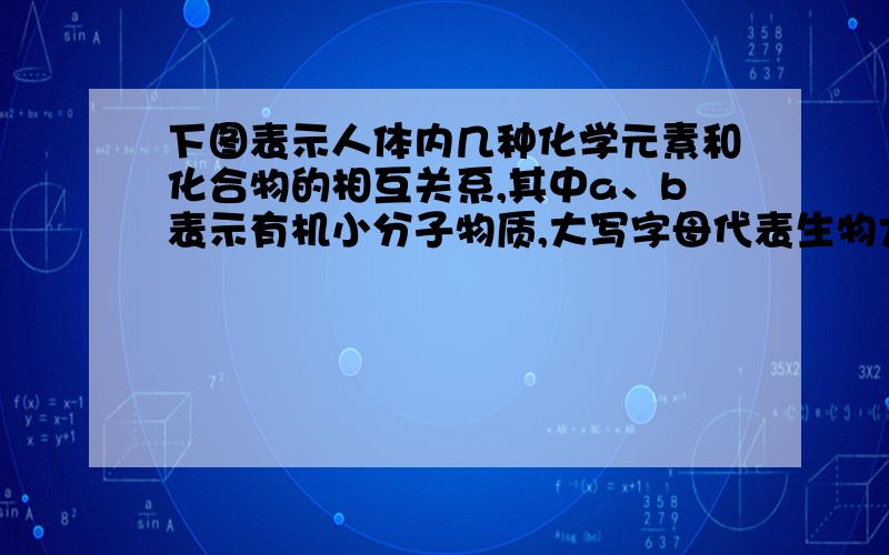 下图表示人体内几种化学元素和化合物的相互关系,其中a、b表示有机小分子物质,大写字母代表生物大分子,虚线表示遗传信息的流动方向.请据图分析回答：其实我想问的是X到底是什么