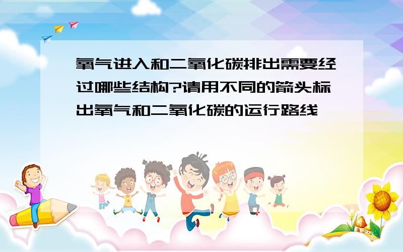 氧气进入和二氧化碳排出需要经过哪些结构?请用不同的箭头标出氧气和二氧化碳的运行路线