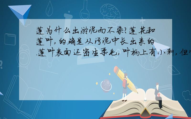 莲为什么出淤泥而不染?莲花和莲叶,的确是从污泥中长出来的.莲叶表面还密生柔毛,叶柄上有小刺,但它们从污泥中挺出水面后,却一尘不染.这是因为,在莲花和莲叶的表面布满了一层蜡质白粉,