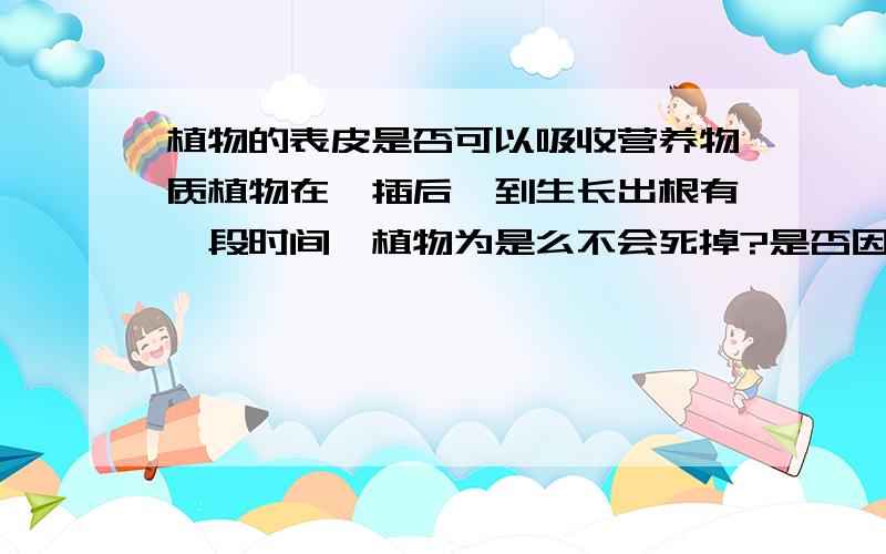 植物的表皮是否可以吸收营养物质植物在扦插后,到生长出根有一段时间,植物为是么不会死掉?是否因为植物表皮也可以吸收营养物质?速速回答,