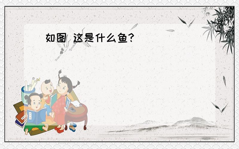 如图 这是什么鱼?