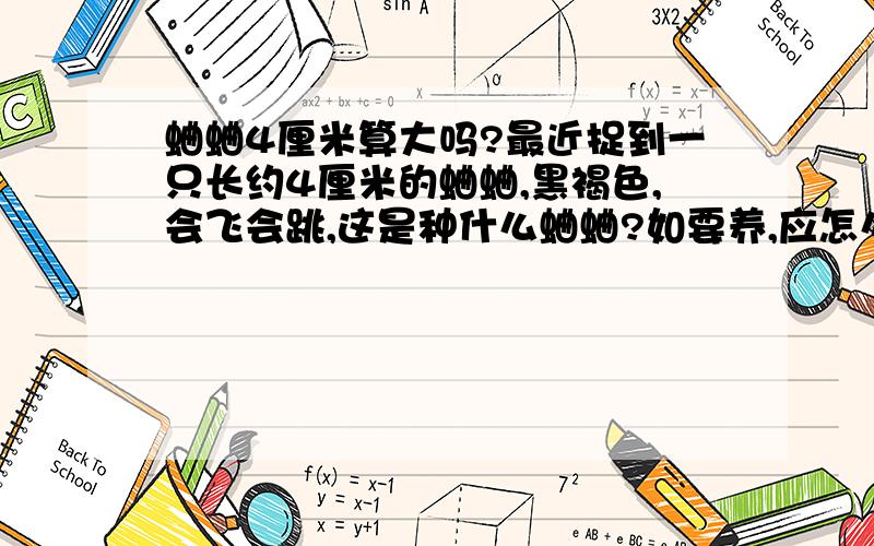 蛐蛐4厘米算大吗?最近捉到一只长约4厘米的蛐蛐,黑褐色,会飞会跳,这是种什么蛐蛐?如要养,应怎么养?