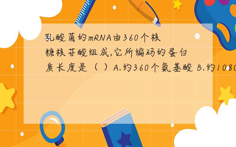 乳酸菌的mRNA由360个核糖核苷酸组成,它所编码的蛋白质长度是（ ）A.约360个氨基酸 B.约1080个氨基酸C.整120个氨基酸 D.少于120个氨基酸