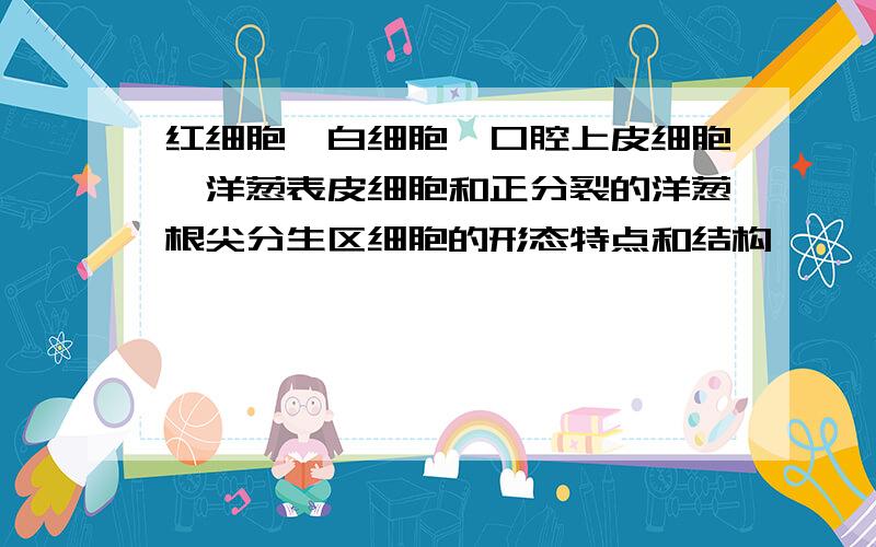 红细胞,白细胞,口腔上皮细胞,洋葱表皮细胞和正分裂的洋葱根尖分生区细胞的形态特点和结构