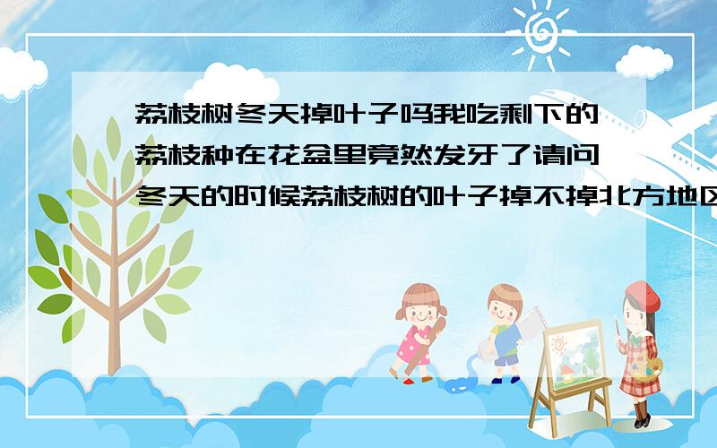 荔枝树冬天掉叶子吗我吃剩下的荔枝种在花盆里竟然发牙了请问冬天的时候荔枝树的叶子掉不掉北方地区,家里有暖气另外再问一下什么果树冬天不掉叶子?