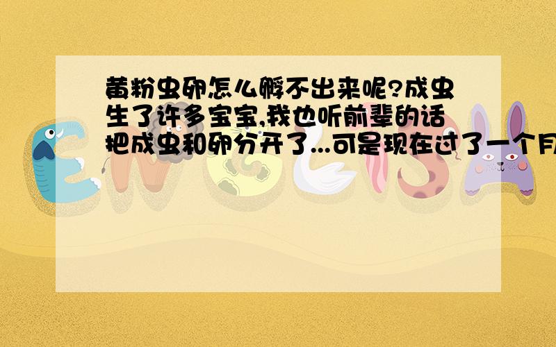 黄粉虫卵怎么孵不出来呢?成虫生了许多宝宝,我也听前辈的话把成虫和卵分开了...可是现在过了一个月了,一条也没孵出来..郁闷啊,这是为什么啊?孵卵需要什么条件呢?温度18,适度65%我看见很