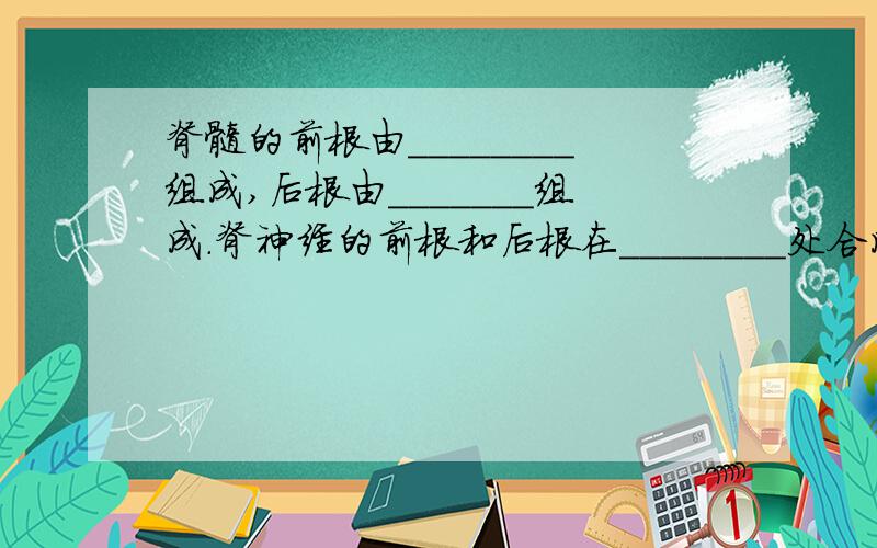 脊髓的前根由________组成,后根由_______组成.脊神经的前根和后根在________处合成为一条脊神经.