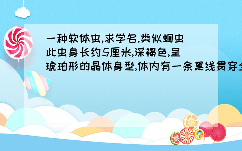 一种软体虫,求学名.类似蛔虫此虫身长约5厘米,深褐色,呈琥珀形的晶体身型,体内有一条黑线贯穿全身,头部有一类似锚状的角.欢迎各界热衷探索发现昆虫、小动物等生物爱好者指出,谢谢!