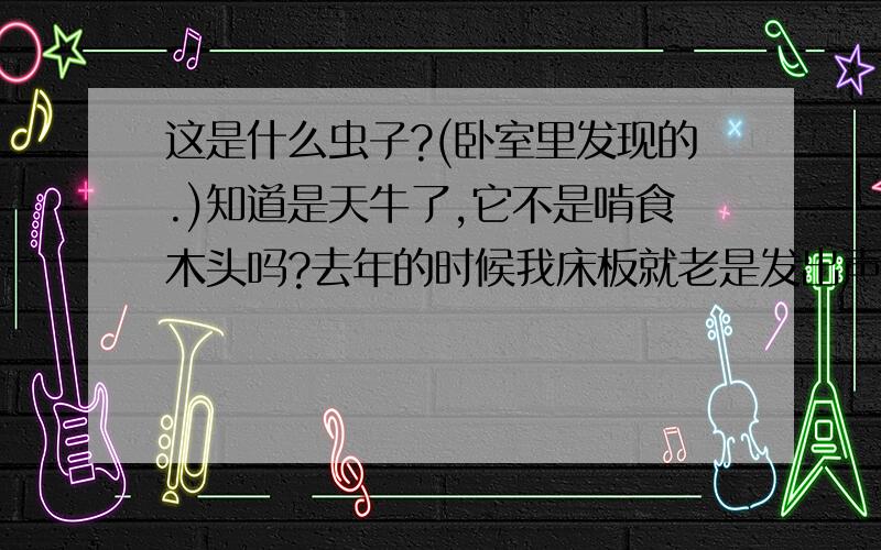 这是什么虫子?(卧室里发现的.)知道是天牛了,它不是啃食木头吗?去年的时候我床板就老是发出声音,怎样除掉这些东西?