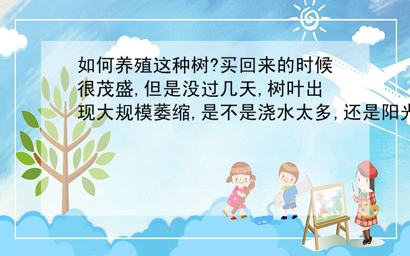 如何养殖这种树?买回来的时候很茂盛,但是没过几天,树叶出现大规模萎缩,是不是浇水太多,还是阳光不充足（我放在窗门下方的）,应该如何保养?