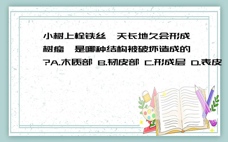 小树上栓铁丝,天长地久会形成树瘤,是哪种结构被破坏造成的?A.木质部 B.韧皮部 C.形成层 D.表皮