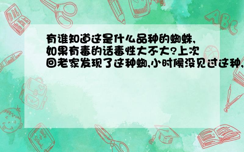 有谁知道这是什么品种的蜘蛛,如果有毒的话毒性大不大?上次回老家发现了这种蜘,小时候没见过这种,还见到过一种小虫子,也是以前没见过的,难道现在的生物变异啦?