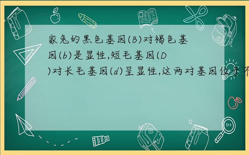 家兔的黑色基因(B)对褐色基因(b)是显性,短毛基因(D)对长毛基因(d)呈显性,这两对基因位于不同对染色体上.兔甲与一只黑色短毛(BbDd)兔子杂交共产仔26只,其中黑短9只,黑长3只,褐短10只,褐长4只.